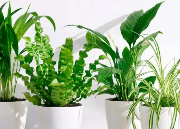 Rumah Jadi Gak Pengap & Nyaman, Berikut 10 Tanaman Hias Pembersih Udara yang Bisa Tingkatkan Kualitas Udara