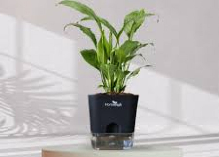 6 Tanaman Indoor Minimalis yang Cocok untuk Semua Ruangan, Dekorasi Simpel Tapi Elegan 