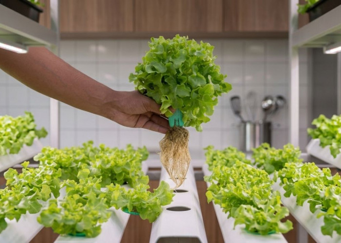 4 Tanaman Hidroponik Indoor Perawatan Super Mudah Untuk Jadi Bahan Dapur Kamu di Rumah, Berikut Daftarnya
