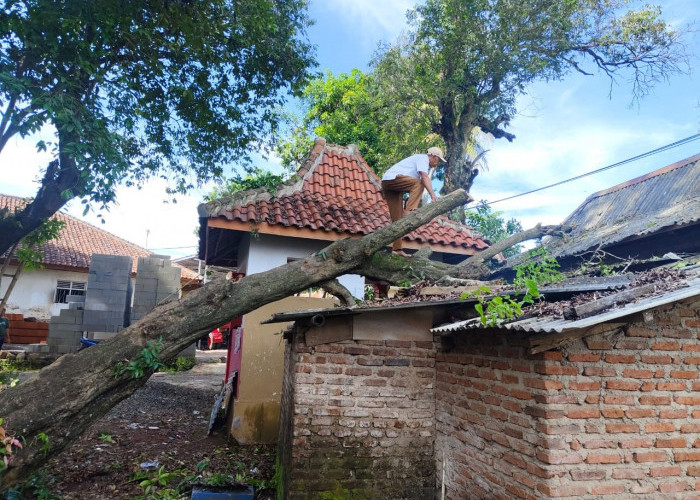 Rumah Warga Kuningan Tertimpa Pohon saat Hujan Disertai Angin Kencang