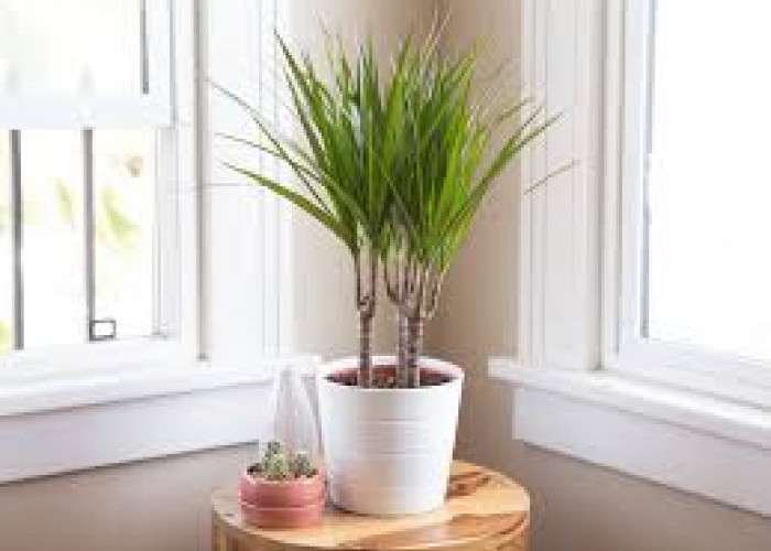 Rahasia Rumah Segar dan Sejuk Alami, Ini 5 Tanaman Hias Pembersih Udara yang Ideal untuk Dekorasi Indoor
