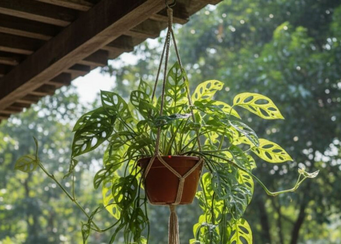 5 Tanaman Hias Gantung Outdoor Anti Panas Mudah Dirawat, Bikin Kesan Teras Rumah Serasa Alami dan Natural