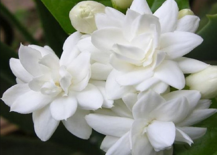 Belum Banyak Orang Tahu, Ini Dia Manfaat Menanam Tanaman Melati di Dalam Kamar, Buat Tidur Jadi Lebih Nyenyak!