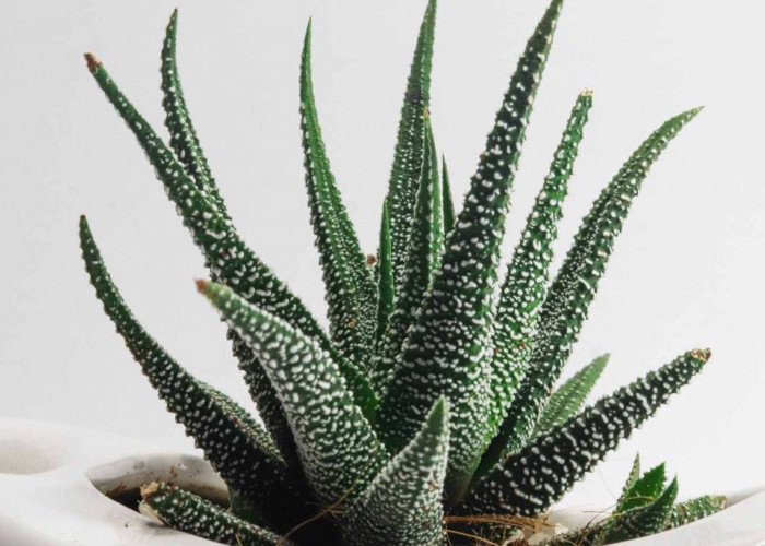 Penangkal Energi Negatif & Penyakit, Berikut 8 Tanaman Hias Penjaga Rumah yang Wajib Dimiliki, Bisa Bawa Hoki