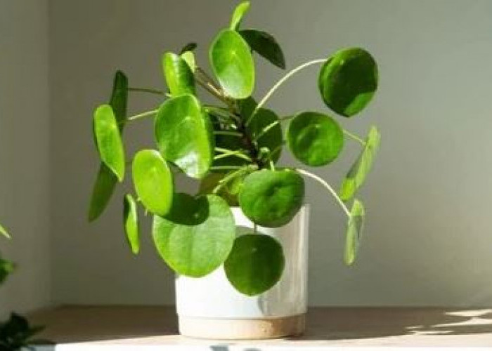 Mengundang Keberuntungan & Menaikan Mood, Berikut 6 Tanaman Hias Pembawa Keberuntungan dan Kesehatan