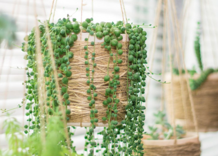 Menangkal Cuaca Panas dan Nasib Buruk! 10 Daftar Tanaman Hias Gantung Merambat untuk Dipajang di Teras Rumah