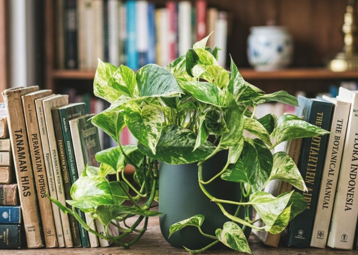 Daftar Tanaman Pembersih Udara Indoor Lengkap Dengan Pembahasan Manfaatnya, Simak Hanya Disini!