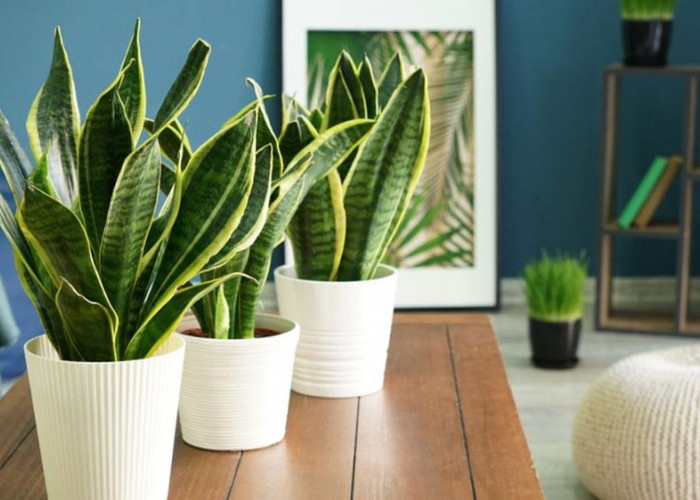 7 Tanaman Hias Indoor Sakti Penyerap Polusi di Perkotaan, Bikin Udara Rumah Segar, Estetik & Mudah Dirawat