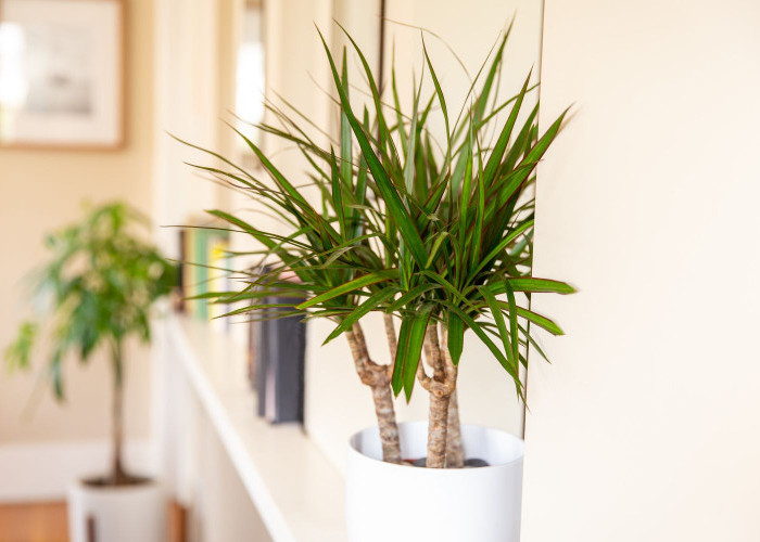 Minimal Punya 1! Ini 7 Tanaman Hias Pembersih Udara Alami, Bikin Ruangan Lebih Segar dan Bebas Polutan