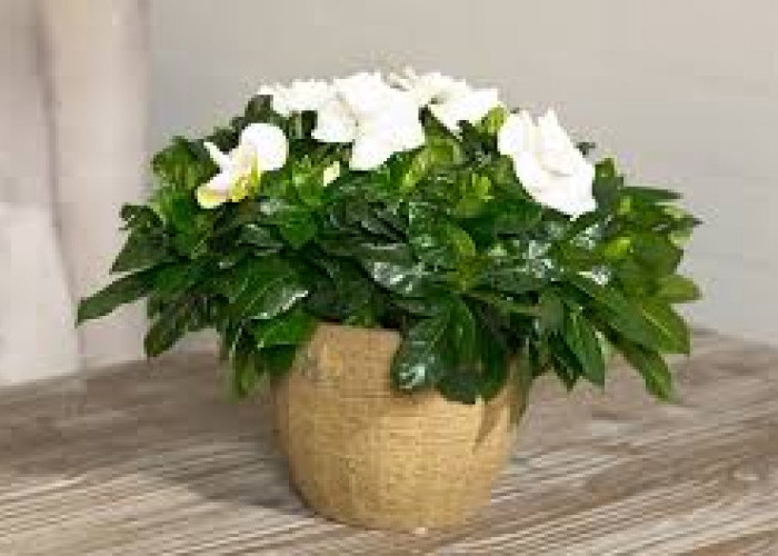 Rahasia Rumah Segar Saat Lebaran, Ini 5 Tanaman Hias Indoor Penyerap Bau Tak Sedap yang Bikin Tamu Betah