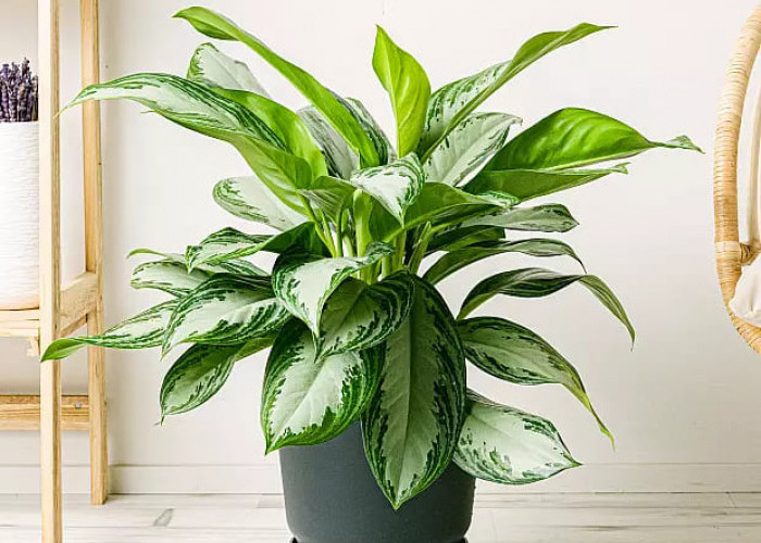 Bawa Rezeki & Kekayaan Finansial, Ini 5 Tanaman Hias Pembawa Hoki yang Cocok Diletakkan di Dalam Rumah