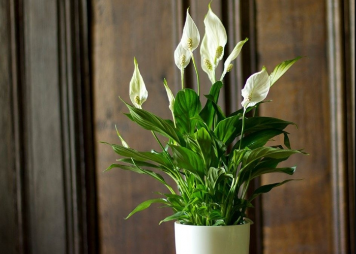 Looks Cantik dan Bikin Bebas Polusi, 7 Tanaman Hias Pembersih Udara Alami untuk Diletakan Dalam Ruangan