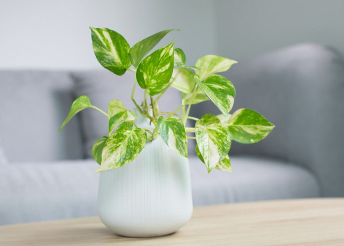 Minim Perawatan, Ini 6 Jenis Tanaman Hias Penyerap Polusi Udara, Rumah Jadi Lebih Asri & Sejuk