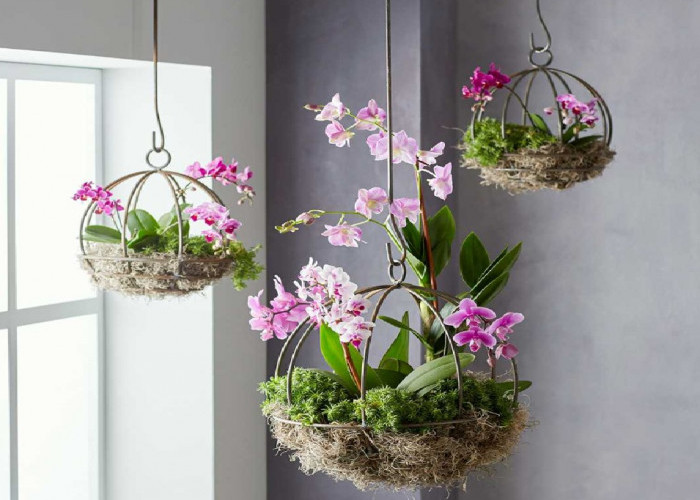 Bawa Rezeki ke Rumah! Ini 6 Pilihan Tanaman Hias Pembawa Hoki dalam Rumah yang Banyak Dicari