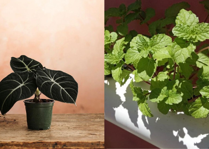 Mudah dan Efisien, Ikutin 4 Tren Tanaman Hias di Tahun 2026, Penjelasan Mudah Ada Disini!