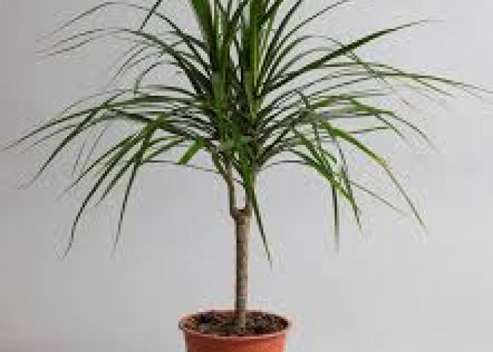 Banyak Pilihan! Ini Daftar Tanaman Hias Pembersih Udara di dalam Ruangan yang Ideal untuk Dekorasi Interior