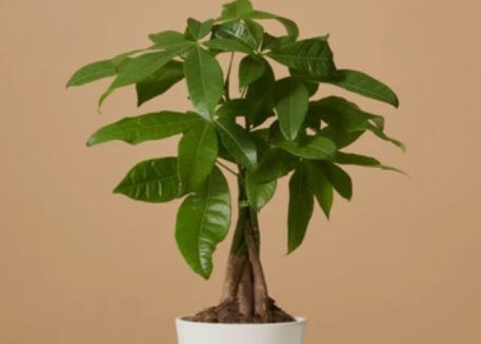 Bawa Hoki! Berikut 6 Tanaman Hias Pembawa Keberuntungan & Penangkal yang Wajib Kamu Punya