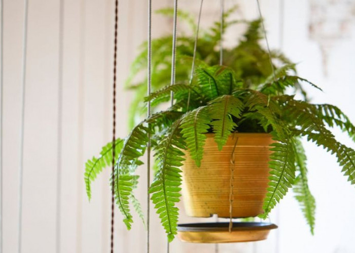 Hadirkan Ketenangan dan Usir Energi Negatif, 7 Tanaman Hias Ampuh Bikin Rumah Lebih Segar dan Harmonis