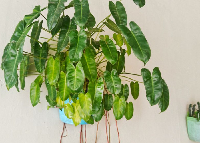 Kamar Terasa Pengap? 9 Tanaman Hias Ini Diam-Diam Bersihkan Udara, Bikin Tidur Nyenyak dan Pikiran Tenang