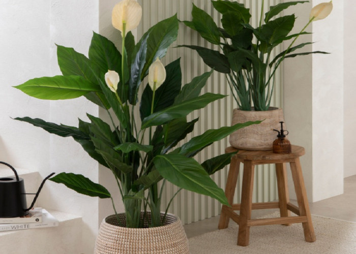 5 Tanaman Hias Pembawa Hoki yang Menghasilkan Oksigen di Dalam Ruangan, Berikut Rekomendasinya