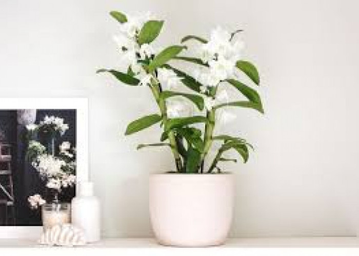 5 Tanaman Hias Bunga untuk Dekorasi di Ruang Tamu, Estetik Dipandang dan Harum di Ruangan
