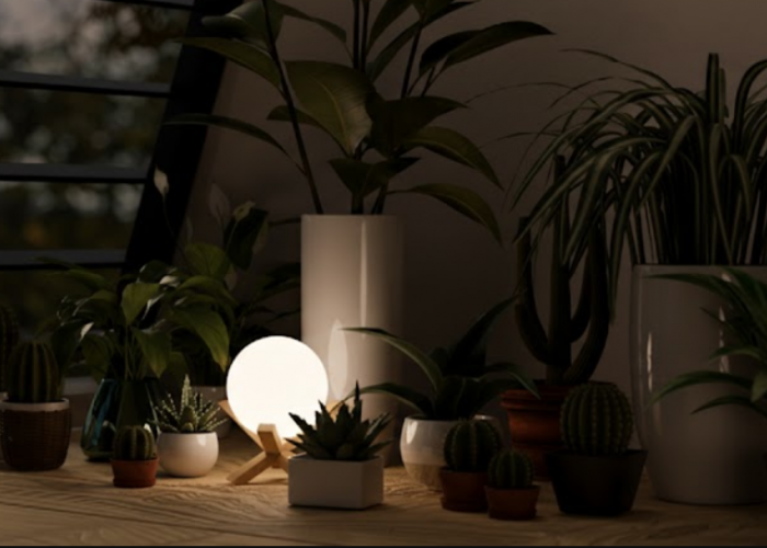 7 Jenis Tanaman Hias yang Mampu Menghasilkan Oksigen di Malam Hari, Cocok Diletakan di Indoor dan Kamar Tidur