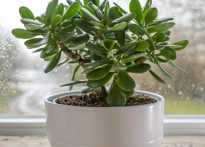 5 Tanaman Hias Pembawa Hoki yang Wajib Ada di Rumah, Dipercaya Bikin Rezeki Lancar & Penuh Energi Positif 