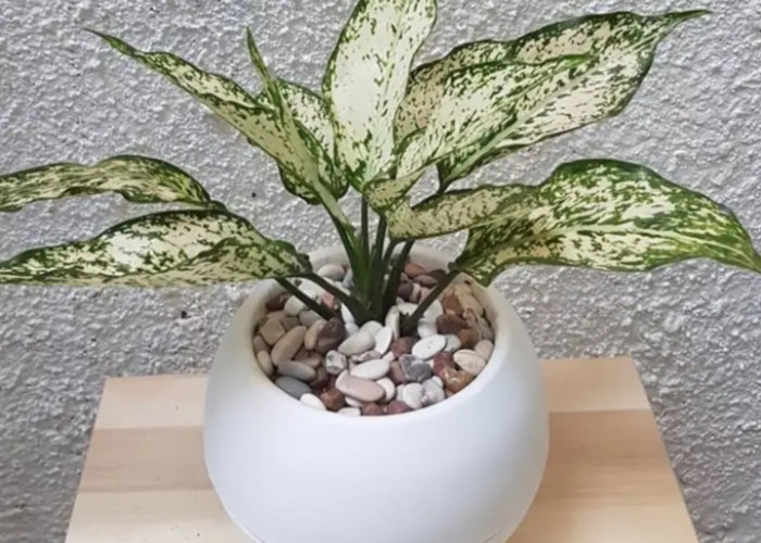 Percantik Interior Sekaligus Bawa Hoki, Ini 6 Tanaman Hias Pembawa Rezeki yang Mudah Dirawat di dalam Rumah