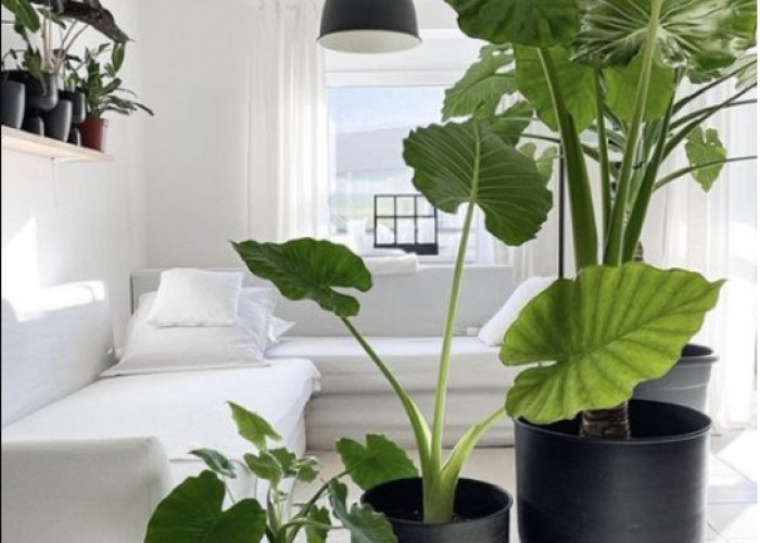 Buat Rumah Jadi Makin Sehat, Berikut 7 Tanaman Pembersih Udara yang Bikin Rumah Bebas Polusi Menurut Feng Shui