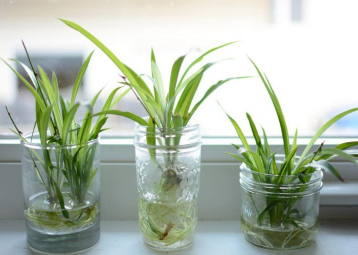 Rekomendasi 6 Tanaman Hias Hidroponik Estetik untuk Hunian Minimalis: Minim Perawatan, Hemat Tempat dan Modern