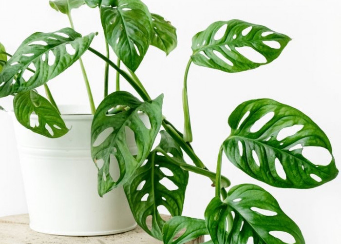 Rugi Kalau Gak Punya! Ini 5 Tanaman Hias Pembawa Keberuntungan di Rumah, Bisa Menarik Rezeki & Energi Positif