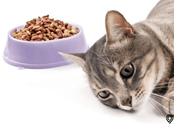 Alasan Kucing Tidak Nafsu Makan, Anda Harus Tahu!