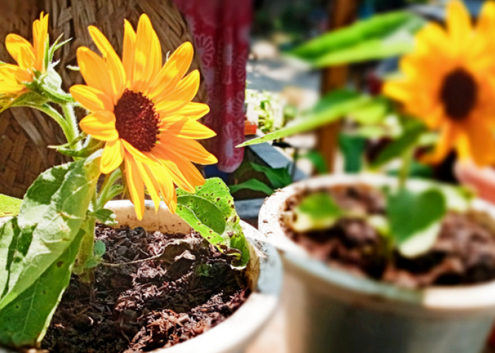 Bikin Halaman Lebih Estetik! 7 Tanaman Outdoor Pembawa Hoki dan Rezeki Menurut Feng Shui