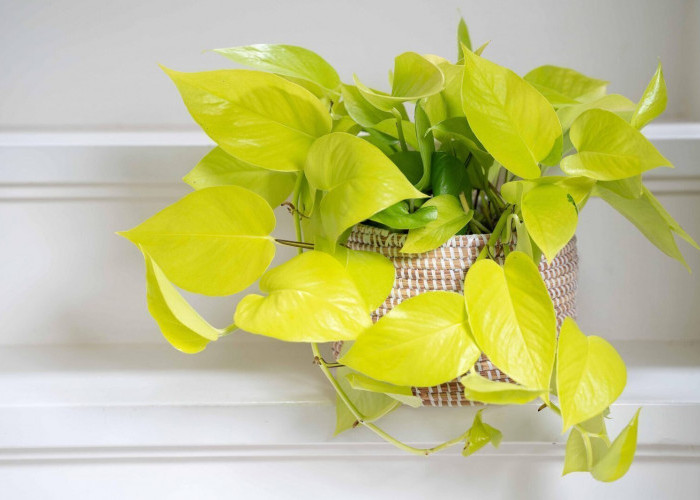 Wajib Punya Sih! 5 Tanaman Hias Penyerap Debu dan Kotoran di Dalam Ruangan, Jadi Lebih Sehat & Segar