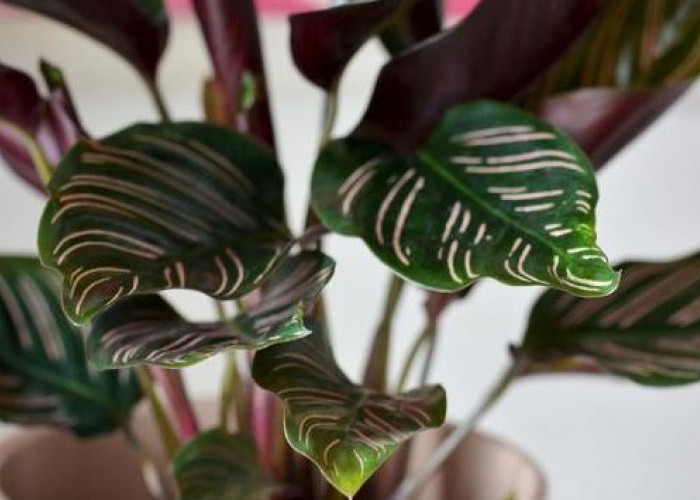 Dekorasi Pembersih Udara & Energi Negatif, 7 Tanaman Hias Pembawa Hoki ini Minimal Wajib Tanam 1 di Rumah