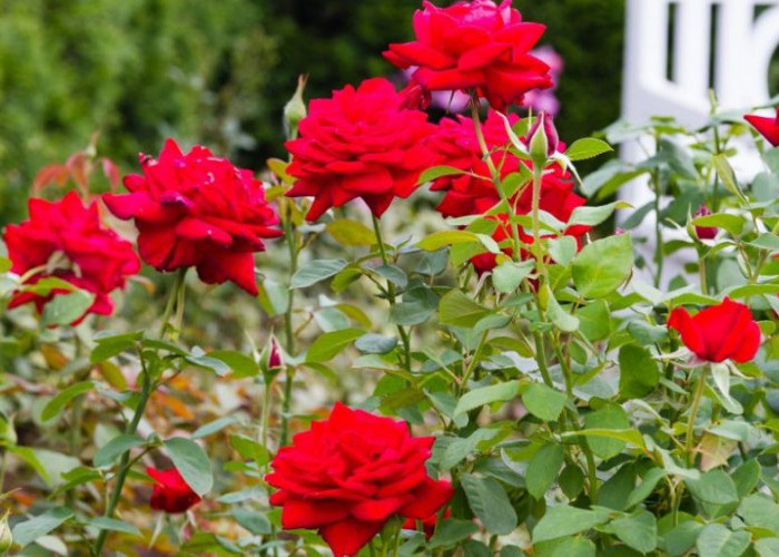 Buka Rezeki, Energi Positif dan Bahagia Keluarga, 7 Tanaman Outdoor Favorit Depan Rumah Pembawa Keberuntungan