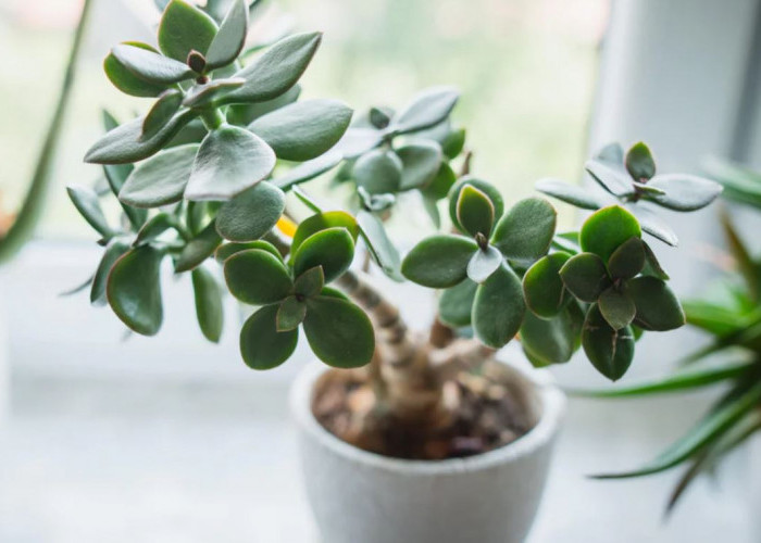 Menangkal Aura Negatif, Berikut 6 Tanaman Hias Penjaga Rumah yang Bisa Usir Energi Negatif, Wajib Punya 1!