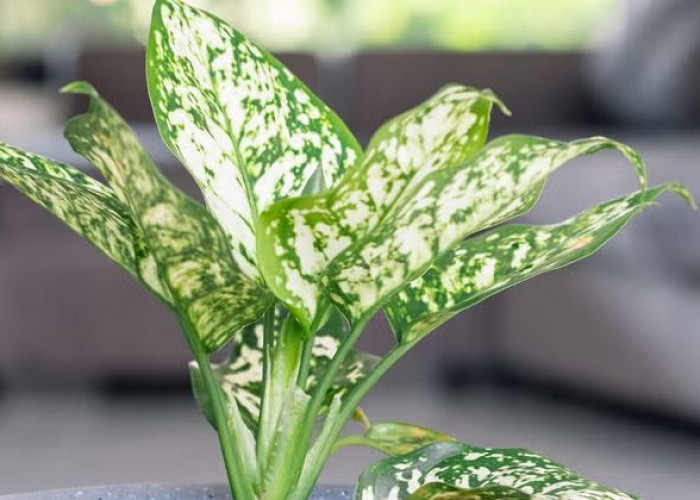 Jangan Asal Pilih, Berikut 6 Tanaman Hias Pembersih Udara yang Bisa Tingkatkan Kualitas Udara & Indah Dipajang