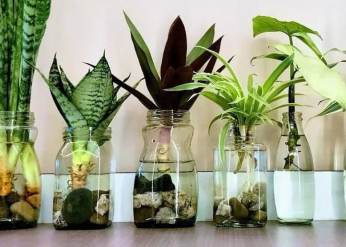 7 Tanaman Hias Hidroponik Indoor di Botol dan Vas, Mudah Dirawat Bikin Ruangan Semakin Cantik