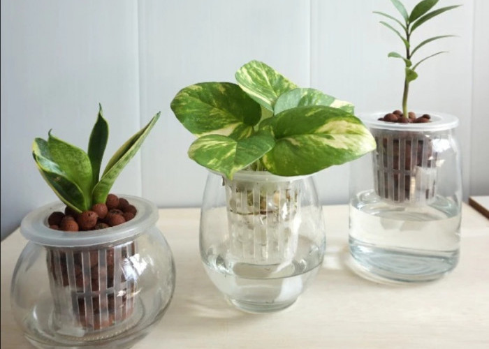 Cocok untuk Hunian Minimalis, Berikut 7 Tanaman Hias dengan Metode Hidroponik yang Hemat Tempat dan Tanah