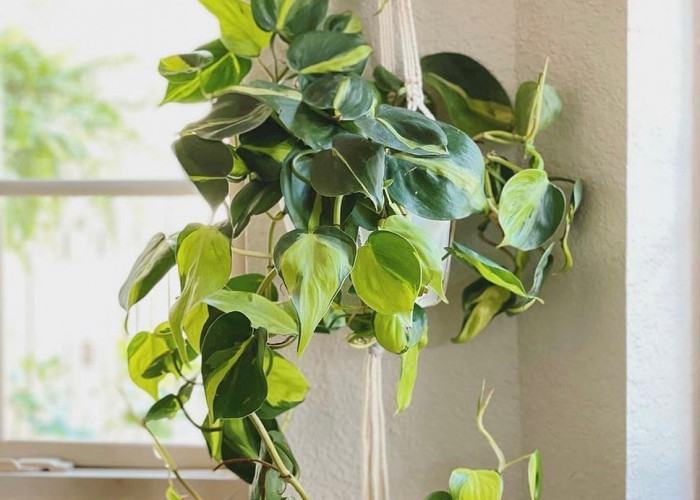 5 Tanaman Hias Gantung yang Cocok untuk Dekorasi Teras Rumah, Tampilan Menarik & Minim Perawatan