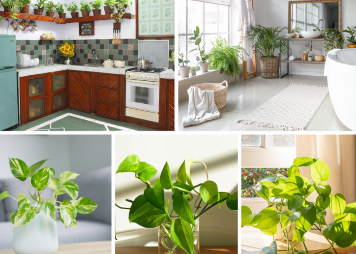 Bisa Bersihkan Udara dan Polusi di Rumah, Ini 5 Rekomendasi Meletakan Sirih Gading Sebagai Dekorasi Interior