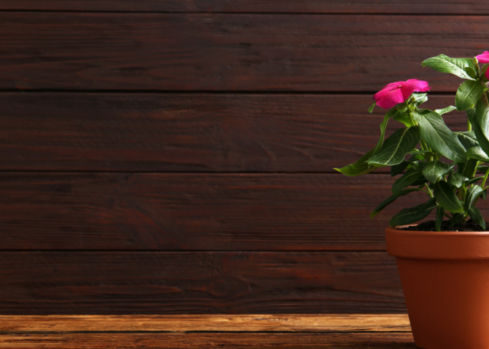 Halaman Rumah Tetap Cantik! Ini 7 Tanaman Hias yang Tahan Panas Terik dan Hujan Deras