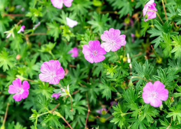 Pembawa Energi Negatif, Berikut Daftar Tanaman Hias Pembawa Sial yang Tidak Boleh di Tanam Depan Rumah