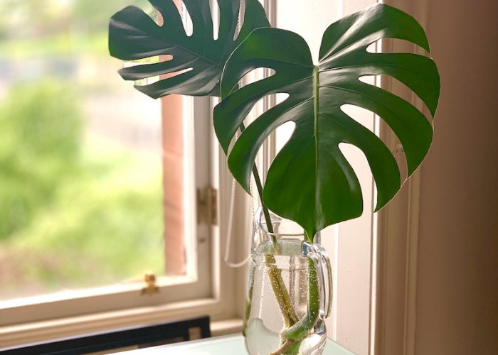 Anti Ribet & Bebas Kotor! Ini 5 Tanaman Hias Indoor dengan Media Air di Vas Kaca, Tampil Estetik & Minimalis