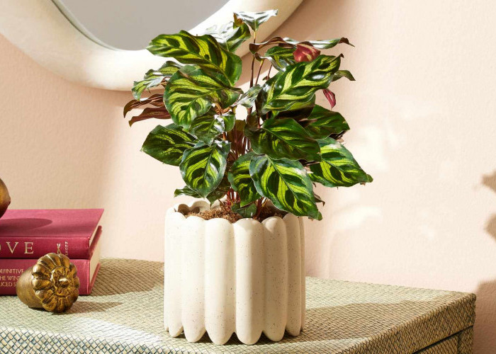 Ruangan Sempit Bisa Estetik! Ini 6 Tanaman Indoor untuk Rumah Minimalis, Tampilan Menarik & Penuh Manfaat