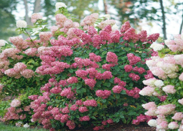 Rekomendasi 5 Tanaman Hias Rambat untuk Area Depan Rumah, Bisa Menghadirkan Keberuntungan dan Rezeki!