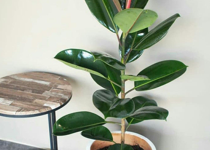 Penarik Kekayaan & Penangkal Energi Negatif, 5 Tanaman Hias Outdoor Pembawa Keberuntungan untuk Teras Rumah 