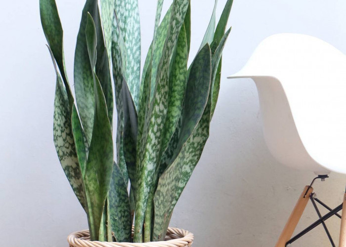 Cocok Buat Pemula! 7 Tanaman Hias Indoor yang Mudah Dirawat, Nomor 6 Pembawa Keberuntungan