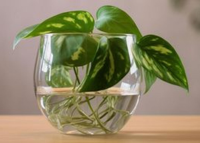 Estetik & Mudah Dirawat! 5 Pilihan Tanaman Hias Hidroponik untuk Dekorasi Indoor, Penempatannya Fleksibel